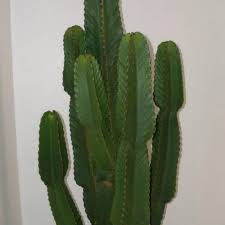 So, i took a close up picture of the spines. Euphorbia Cactus Plant At Rs 100 Plant à¤• à¤• à¤Ÿà¤¸ à¤• à¤ª à¤§ à¤• à¤• à¤Ÿà¤¸ à¤ª à¤² à¤Ÿ Green Bharat Nursery Delhi Id 15857125155