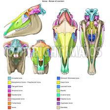 Most of the animals have the same bones, although some are shaped differently and placed in different positions. Anatomy Of The Horse Osteology