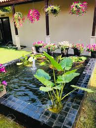 Planting elephant ear plant in koi pond. Taro Or Colocasia Or Elephant Ear In The Pond Stock Photo Picture And Royalty Free Image Image 150099525