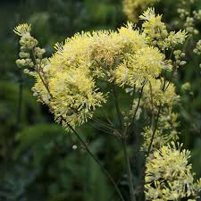 Growing to 100 cm (39 in) tall by 45 cm (18 in) broad. Thalictrum Flavum Ssp Glaucum The Plantsman S Preference