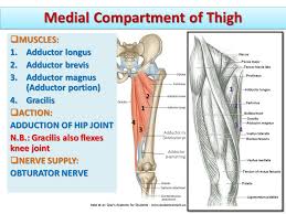 For example, injury to the muscles or tendons in the leg can cause radiating pain to the groin area. Athletic Injury Series Groin Strains Mana Performance Therapy Mana Performance Therapy