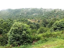 Image result for Afrocarpus usambarensis