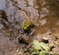 Maybe you would like to learn more about one of these? Wordless Wednesday Frog Catching Upstate Ramblings