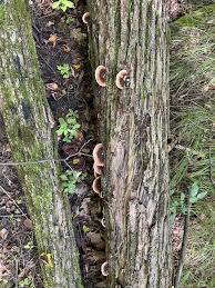 Image result for Ischnoderma resinosum