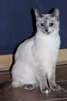 Lavender Point Siamese - Pets