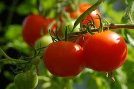 Wenn du in innenräumen tomaten ziehst, dann hast du auch in den wintermonaten tomaten im haus anpflanzen. Tomaten Sorten Anbau Pflege Und Ernte Beetfreunde De
