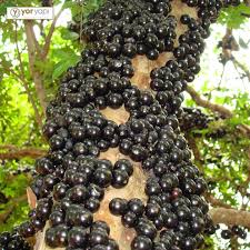 Govdesinden Meyve Veren Agac Brezilyaya Ozgu Bir Uzum Agaci Bir Diger Adiyla Jabuticaba Bitki Uzum Meyve