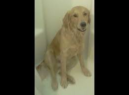 Shown below are the classified ads in ottawa that match your search for golden retriever in ottawa dogs, puppies for sale. Golden Retriever Puppies For Sale In Salt Lake City Utah Classified Americanlisted Com