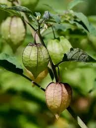 Image result for Physalis angulata