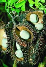 Image result for Guilandina bonduc