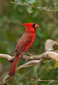 Bird Hitting Window Meaning Bird On Branch Passaros Bonitos Aves Belas Passaros Coloridos