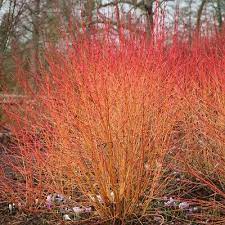 Combine it with dark green or blue conifers to cornus sanguinea is a species of dogwood native to most of europe and western asia. Cornus Sanguinea Midwinter Fire Flaming Dogwood Plant In 3 5 Pot Eur 9 27 Picclick Fr