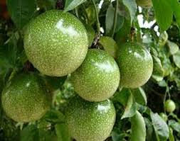 Bagaimana cara mengonsumsi buah markisa? Jual Ready Buah Markisa Segar 1kg Obat Herbal Jakarta Pusat Kebun Herbal Organik Tokopedia