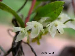 Image result for Solenangis