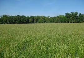 Sheep Pasture Seed Mix Grass Seed Orchard Grass Planting Grass