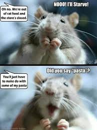 The Thing Is These Memes Of Rats Are Surprisingly Good Funny Rats Pet Rats Cute Rats