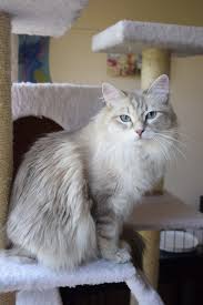 Seattle persian and himalayan rescue focuses on persians not only because they need us, but also because they are highly adoptable due to their popularity. My Siberian Cats Siberian Cats Colorado