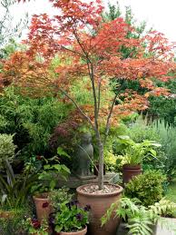 Fragrant, yellow flowers bloom from october through december. Shade Trees For Small Landscapes Patio Trees Shade Trees Potted Trees