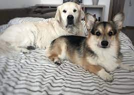 gruming strizhka sobak on instagram kompleks po uhodu gigiena lap zabrivanie shersti mezhdu podushechek strizhka kogtej gi corgi dogs husky