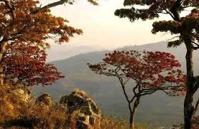 Image result for Brachystegia spiciformis × microphylla