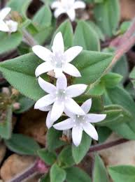 Image result for Cyphia richardsiae