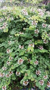Image result for Eschenbachia gouanii
