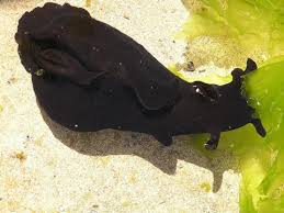 The duo find a black sea hare and explain that while it looks like something out of a. Sea Hares Are Back Octopus Org Nz