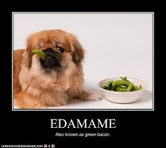 Chases the ball you throw in the park. 5 Things Your Dog Loves That You Probably Didn T Know Barkpost