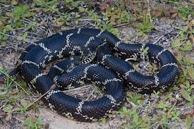 Lampropeltis Getula Getula Snake Milk Snake All About Snakes