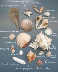 Pin By Heidi Chapin On Gulf Coast Sea Shells Shells Seashell Crafts