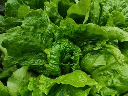 Lechuga romana