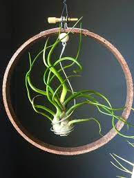Hanging Plants Drawing 9856555432 Hangingplantsindoor Hanging Air Plants Air Plant Display Air Plants