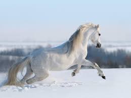 Tiere Im Winter Schone Bilder An Kalten Tagen August 2017 · aktualisiert 16. tiere im winter schone bilder an