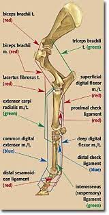 Horses typically have 205 bones. Understanding Energy Content In Horse Feeds The Horse Horse Anatomy Horse Massage Anatomy