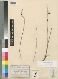 Image result for Eulophia longisepala