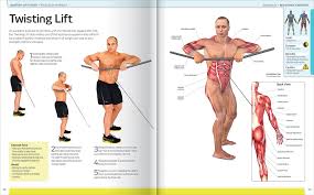 Smooth muscles line the inside of all our hollow organs like the intestines and the stomach. Anatomy Of Fitness Total Body Workout Books Health Fitness Lifestyle Adults Hinkler