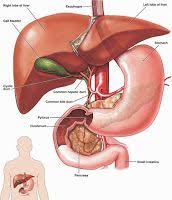 Malinalli Herbolaria Medica Dieta Para Desintoxicar El Higado Desintoxicar Higado Limpieza De Los Rinones Sistema Del Cuerpo Humano