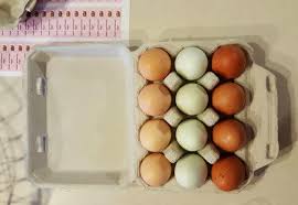 I give an average of 1 tour a day throughout the year or around 350 tours in a year!. Backyard Egg Price Trends Accross The United States Meyer Hatchery Blog