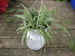 The first year that you have a spider plant, you should water it about once a week. Properly Caring For Your Spider Plant Properly Rooted