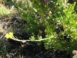 Image result for Nidorella ivifolia