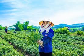 Panax vietnamensis) là một loài cây thuộc họ cuồng cuồng (araliaceae), còn gọi là sâm việt nam, sâm khu năm (sâm k5), sâm trúc (sâm đốt trúc, trúc tiết nhân sâm), củ ngải rọm con hay cây thuốc giấu, là loại sâm quý được tìm thấy tại miền trung trung bộ việt nam, mọc tập trung ở các. Triso Group Khoi Phá»¥c Va Phat Triá»ƒn Sáº£n Pháº©m Tá»« Cay Sam Bao