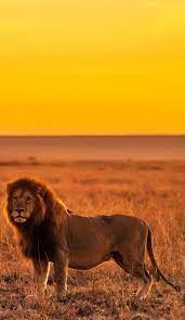 Maybe your local zoo has lions, leopards, zebras or elephants. Masai Mara National Reserve