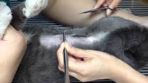 The cat neuter is one exception; Removing Stitches After Cat Spaying Youtube