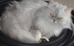 Looking for a kitten or cat in illinois? Persian Cat For Sale In Crystal Lake Illinois Classified Americanlisted Com