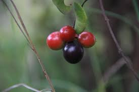 Image result for Lannea edulis