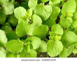 Image result for Tetradenia