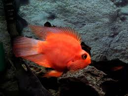 We did not find results for: Blood Parrot Cichlid Care Guide Tank Size Tank Mates