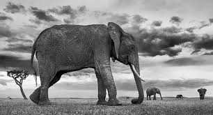 Trouver Et Choisir Une Photographie D Elephant En Noir Et Blanc Photographie D Art Galerie Gadcollection Paris Je suis rayé noir et blanc. noir et blanc