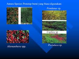 Perlindungan uv hitam matahari berlayar sukulen tanaman penutup perlindungan rumah tempat penampungan matahari 50% shading taman rumah kaca kerai bersih. Pusat Penyelidikan Hortikultur Ppt Download