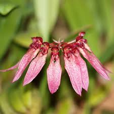 Image result for Bulbophyllum longiflorum